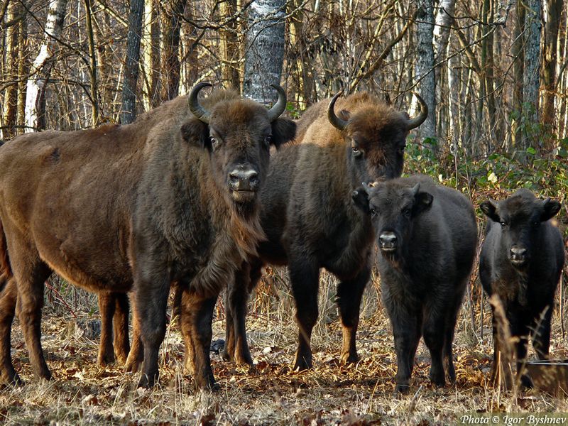 Животные Беларуси Фото