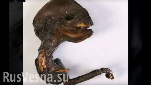  Странное существо, найденное в российском городке Сосновый Бор - фото 1
