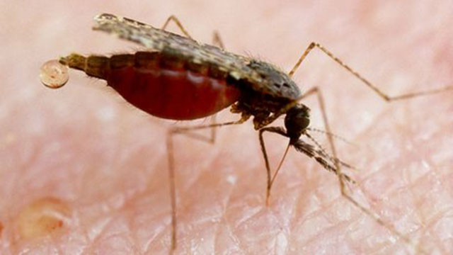  Эксперты ЕС впервые одобрили вакцину от малярии  - фото 1