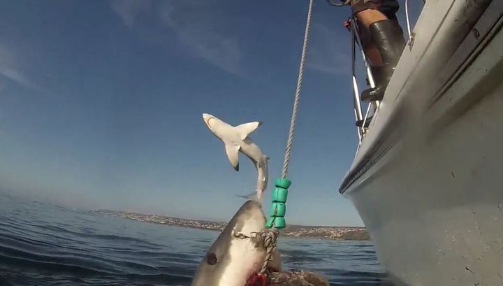  Огромная белая летающая акула стала звездой YouTube  - фото 1