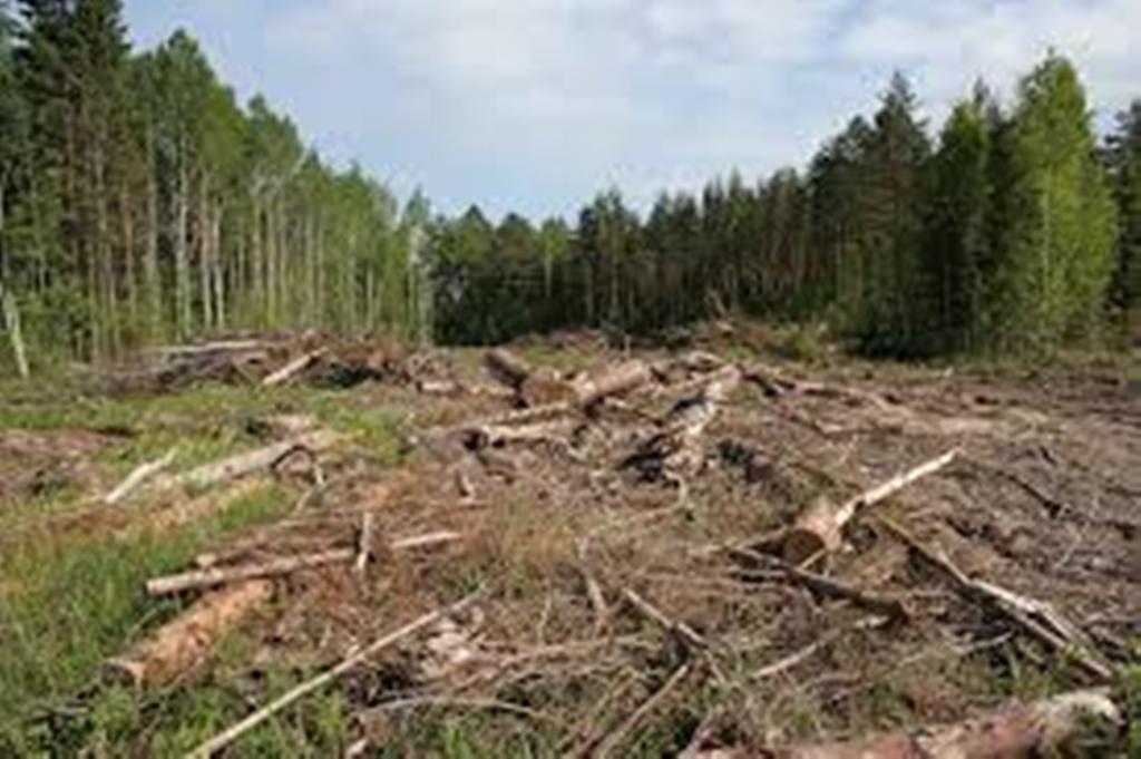  ОНФ предлагает следить за лесовосстановлением через спутники - фото 4