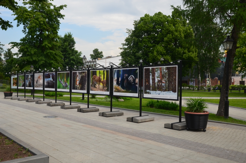 «Лес — наш дом»: Фотопроект об ответственном отношении к лесам.  При поддержке Правительства Москвы - фото 12