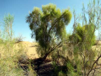 saksaul 1