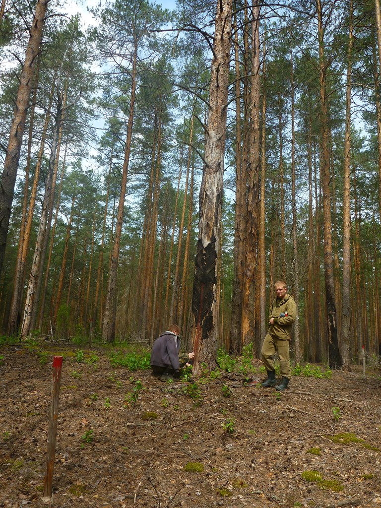  На базе Керженского заповедника открыт филиал кафедры лесных культур НГСХА - фото 3