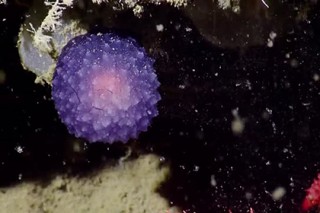  На дне океана нашли загадочный фиолетовый шар - фото 1