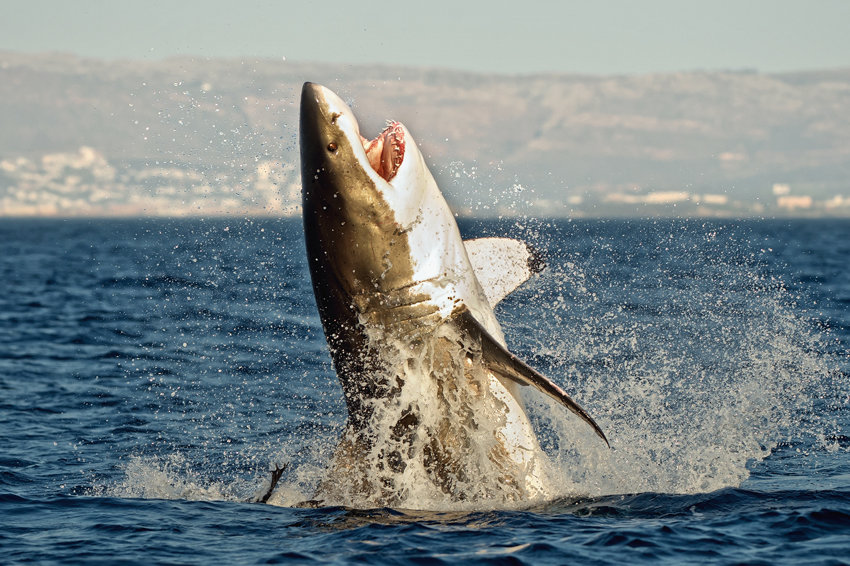  Ученые предсказали появление белых акул на Сахалине - фото 1