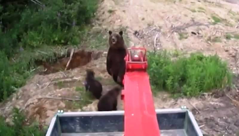  В Якутии медведица с медвежатами напала на работников завода - фото 1