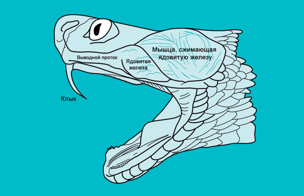  Змеиные яды: как они работают и можно ли спастись - фото 6