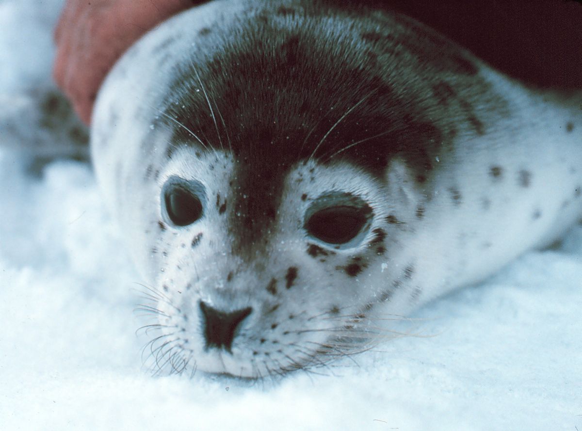  На Сахалине дети до смерти забили детеныша тюленя - фото 1