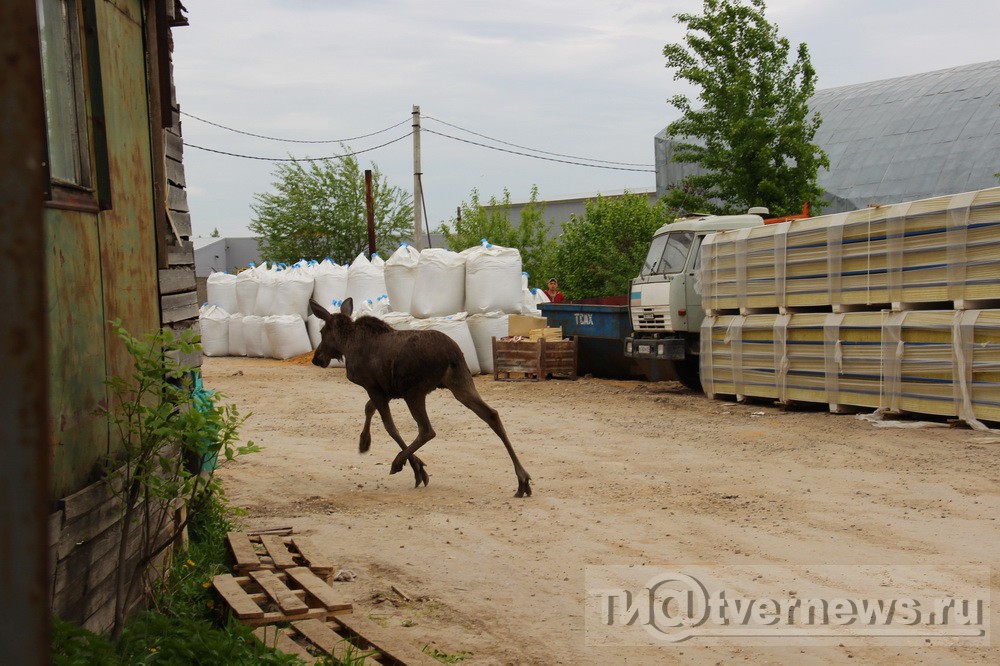 Целый день в Твери просидел раненый лосёнок, однако на помощь животному никто не пришёл - фото 6