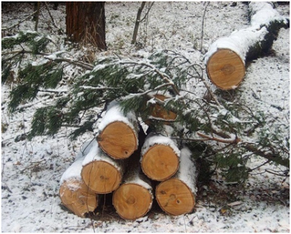  Незаконная лесозаготовка - фото 1