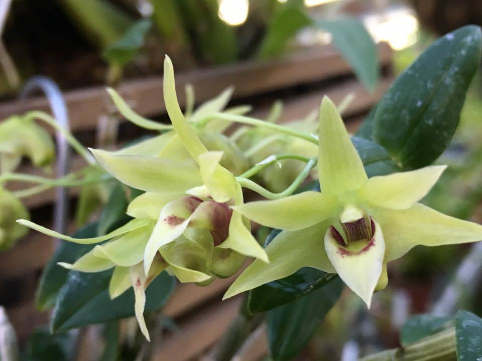  Редкая орхидея Дендробиум единственный расцвела в "Аптекарском огороде" - фото 4