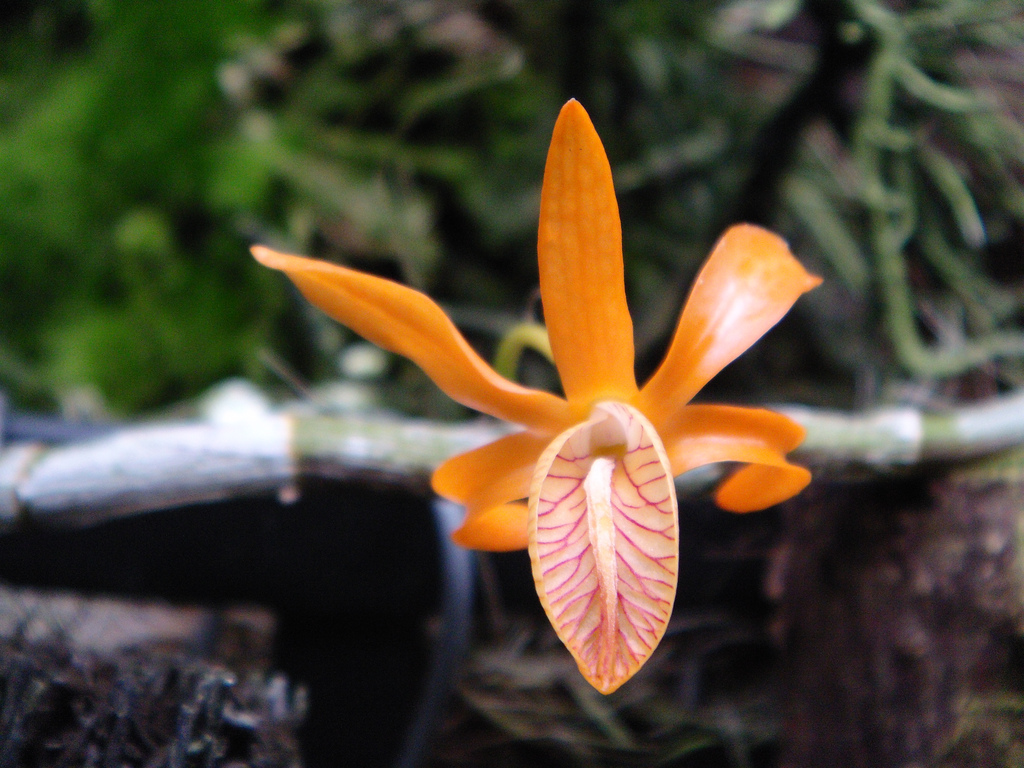  Редкая орхидея Дендробиум единственный расцвела в "Аптекарском огороде" - фото 2
