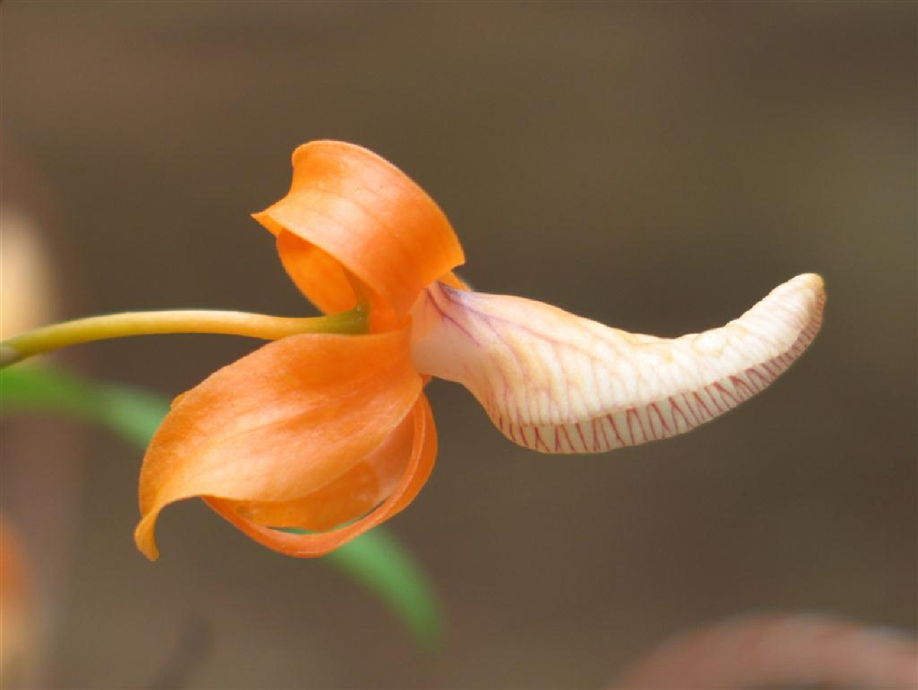  Редкая орхидея Дендробиум единственный расцвела в "Аптекарском огороде" - фото 1