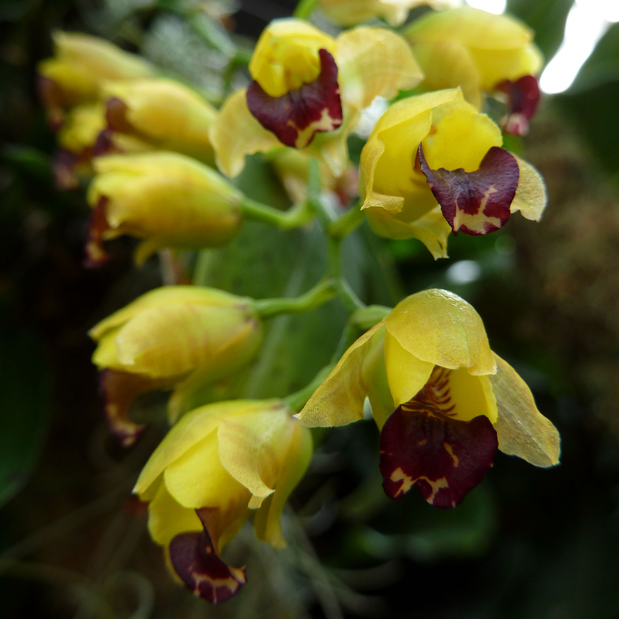 Ежовая орхидея расцвела в "Аптекарском огороде" - фото 2