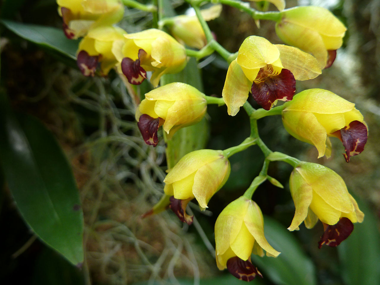  Ежовая орхидея расцвела в "Аптекарском огороде" - фото 1