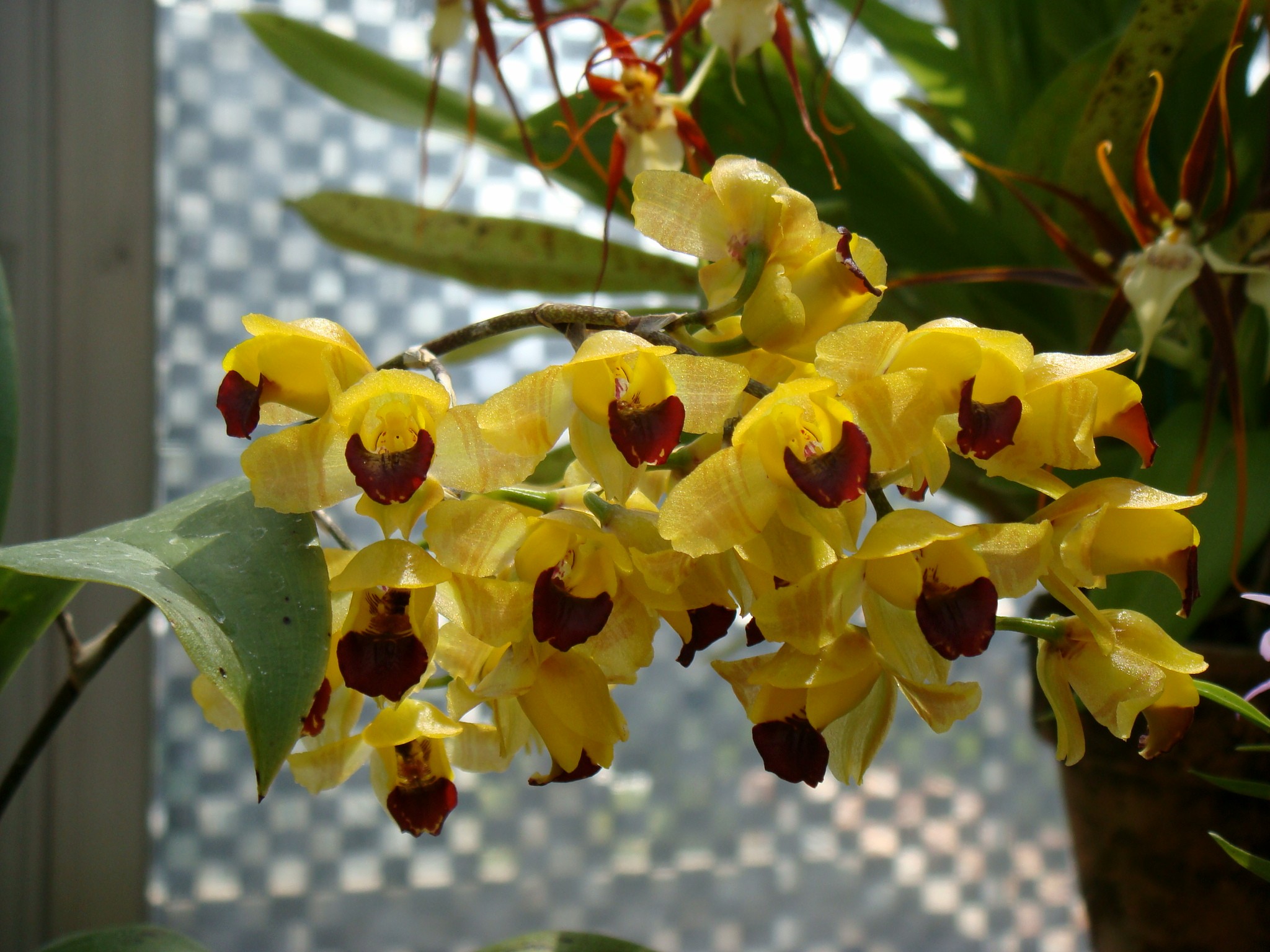  Ежовая орхидея расцвела в "Аптекарском огороде" - фото 4