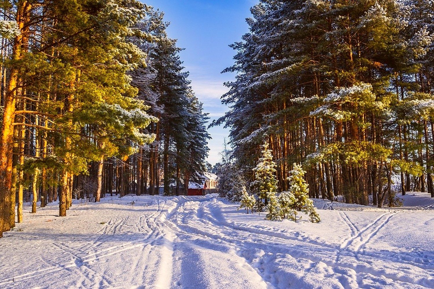  Путешествие в зимний лес - фото 19