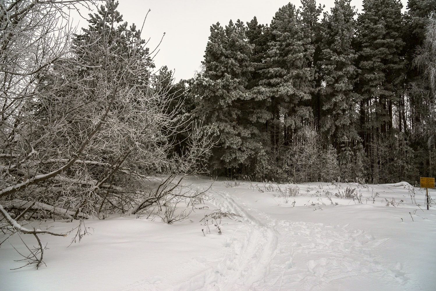  Путешествие в зимний лес - фото 7
