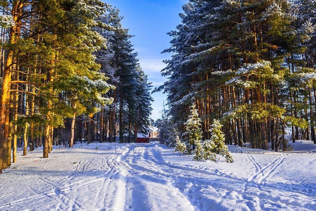  Путешествие в зимний лес - фото 17
