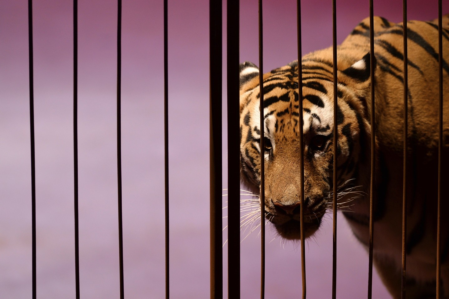  Ловить сбежавшую тигрицу Герду в Ленинградском зоопарке вызывали спасателей МЧС - фото 1