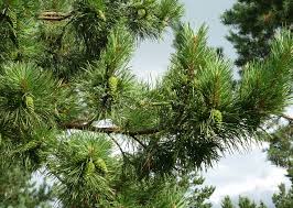 images 6