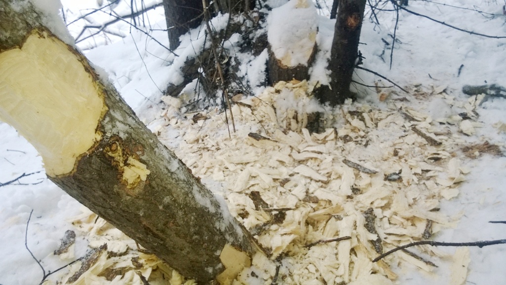 В Керженском заповеднике начался сезон зимних лыжных экскурсий - фото 4