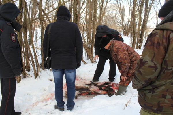  В Тамбовской области браконьеры зверски убили двух лосей - фото 3