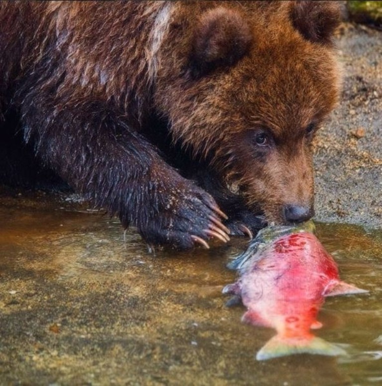  Фотограф из Екатеринбурга стал победителем конкурса National Geographic - фото 4