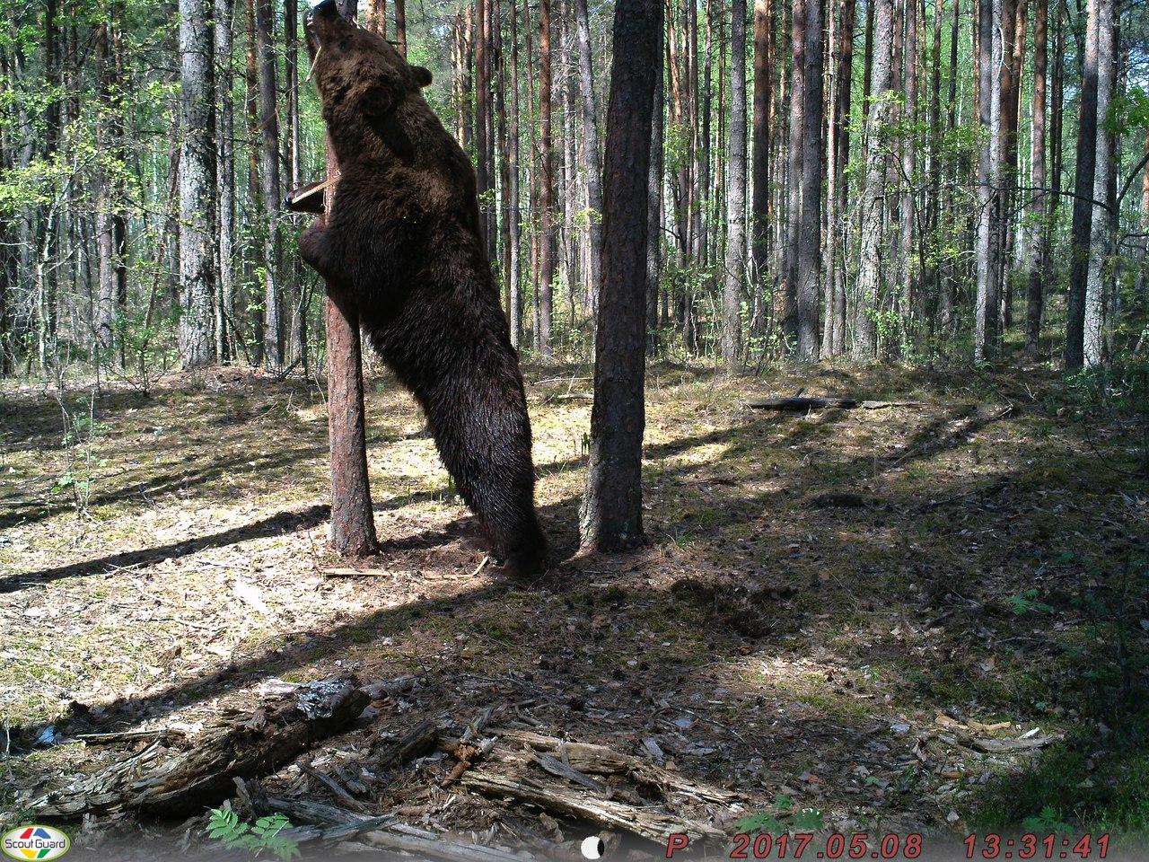 Медведь–великан попался в фотоловушку в брянском лесу - фото 2