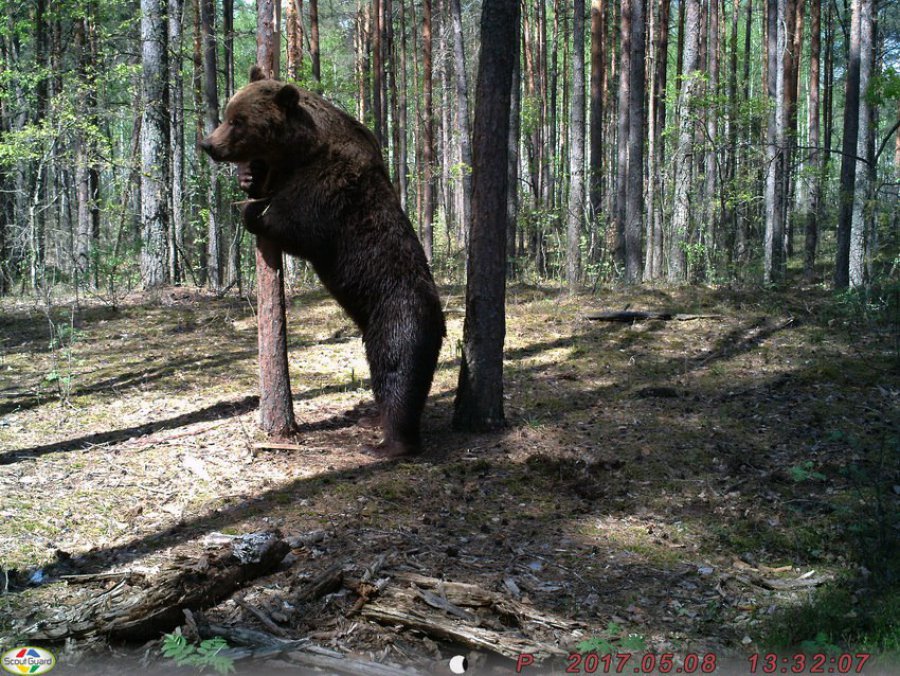 Медведь–великан попался в фотоловушку в брянском лесу - фото 1