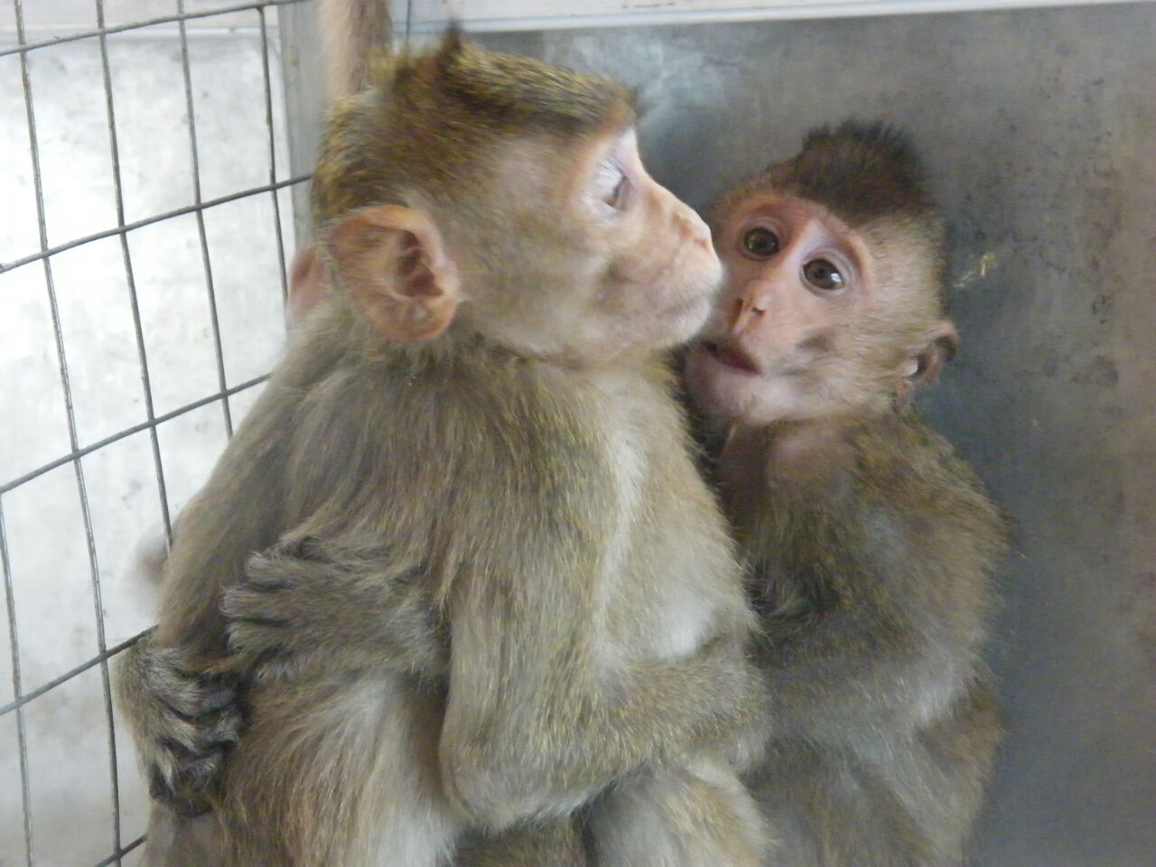  15 детенышей обезьян, изъятых на таможне в аэропорту Домодедово, отправлены в Центр передержки диких животных  - фото 1