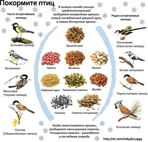  Пресс-релиз Кенозерского национального парка. Стартуют конкурсы в рамках акции «Покормите птиц» - фото 6