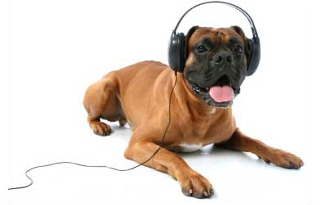  Ученые узнали, какая музыка нравится собакам - фото 1