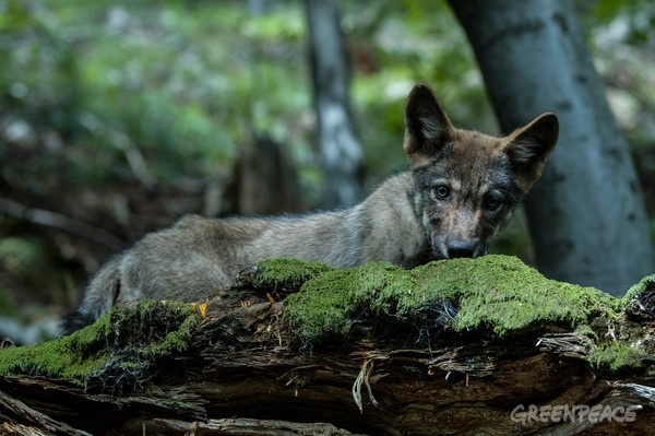 Greenpeace-wolf