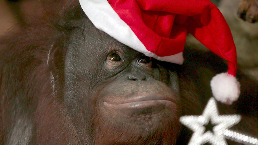  Что дарят сотрудники зоопарков животным на Рождество? - фото 5