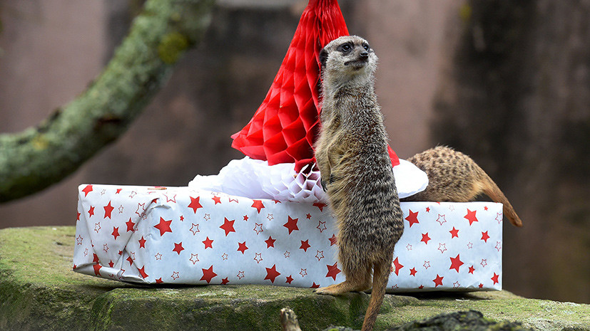  Что дарят сотрудники зоопарков животным на Рождество? - фото 6