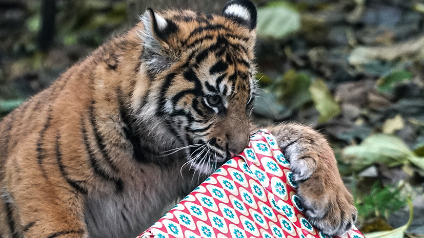  Что дарят сотрудники зоопарков животным на Рождество? - фото 7