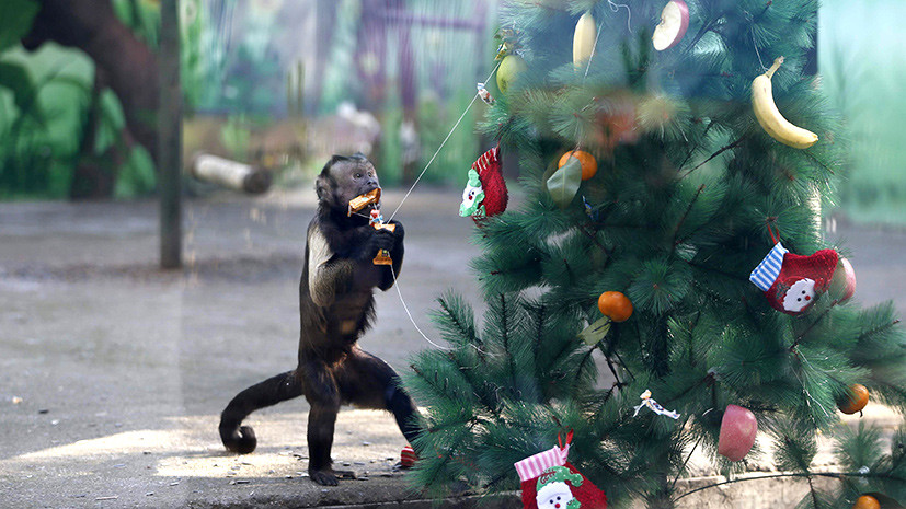  Что дарят сотрудники зоопарков животным на Рождество? - фото 9