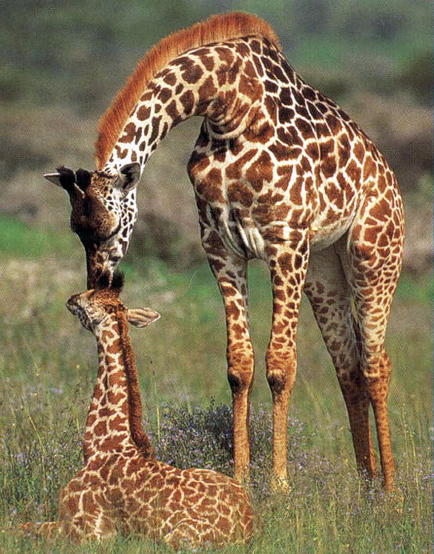  Жирафов признали животными, находящимися на грани исчезновения - фото 2