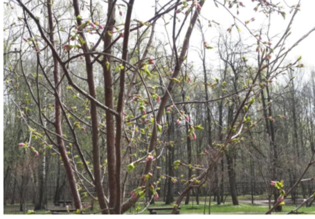 В Бирюлевском дендропарке начали распускаться первые цветы Сакуры - фото 1