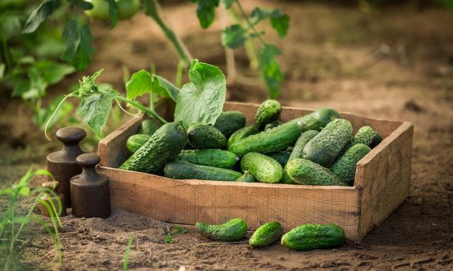 Проект "Теплица добра" - бесплатные продукты питания для благотворительных проектов НКО - фото 1