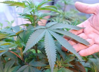 V-N-yu-Jorke-legalizovali-marihuanu
