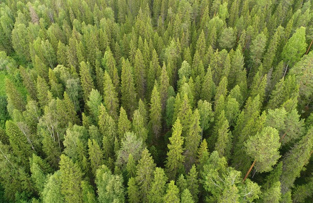 Стартовала экспедиция WWF по выделению первого в России объекта Национального лесного наследия - фото 1