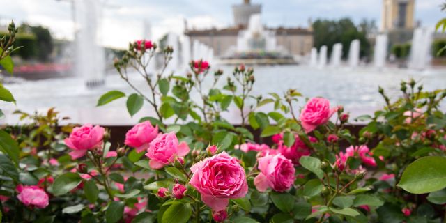 Розы флорибунда «сатчмо», «принц монако»... зацвели на ВДНХ - фото 2