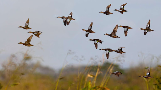 Всемирный день мигрирующих птиц - это призыв беречь экосистему планеты - фото 1