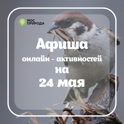 Природа на удалёнке: Мосприрода на 24 мая подготовила программу онлайн-мероприятий - фото 1