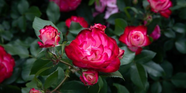 Розы флорибунда «сатчмо», «принц монако»... зацвели на ВДНХ - фото 4