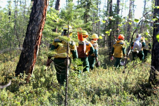 За прошедшую неделю в 43 регионах России были ликвидированы 797 лесных пожаров - фото 1