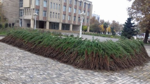 В Азербайджане прошли акции по посадке деревьев - фото 1